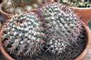 MAMMILLARIA RHODANTHA.jpg